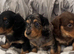 Long Hair Mini Dachshunds