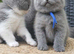 GCCF Registered British Shorthair Kittens