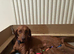 Gwens puppies
