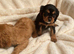 King Charles puppy’s