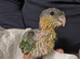 Hand reared Baby Black Headed Caiques.
