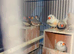 Ready to breed all pair