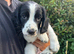 Sprocker x Spaniel Puppies