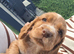 Cocker spaniel puppies
