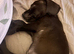 Cockerjack pup