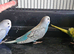 Budgies