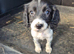 2 beautiful springer pups