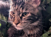 3 Mainecoon kittens