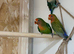 Lovely hybrid love bird babies