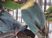 Lovebirds for sale.