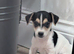 Jack Russell pups