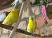 3 budgies One bonded pair and a male budgie ,no cage ,not tamed
