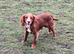 2 year old red and white cocker