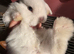 Baby French lops