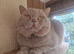 Lilac British shorthair for stud services