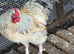 Bantam cockerels foc different breeds