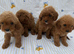 4 stunning cava poopuppies