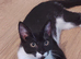Felix 1 year old male cat
