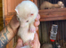 Half micro ferret kits
