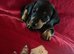 Dachshund Pups