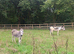 Jack and in foal jenny
