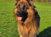 Beautiful longhaired German sheperd boy