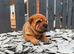 4 males 1female sharpies 8 weeks old ready now &pound;995
