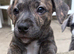 Staffy X puppies