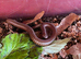Olive millipedes: Teiodeinopus aoutii