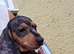 2 stunning Daxi ready to leave