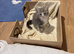 Mitted Ragdoll Cross Kittens - Medium/Long Coated