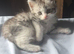 Beautiful 8-Week-Old Kittens Looking for Their Forever Homes