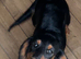 Miniature dachshund girl for sale