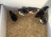 French Black Copper Maran Chicks