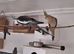Cockatiels