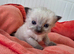 RAGDOLLS KITTENS.