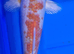 8 to 10 inch Koi Pond Fish in Chorley