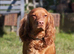 F1 Cockapoo puppies fully DNA tested parents