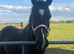 Arab gelding very well bred sadly for sale due to my accident I&rsquo;ve tried to hold on to him but it&rsquo;s hopeless and kindest thing is to let him go where
