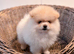 Female Teddy Bear Pomeranian Puppy Croydon