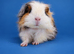 Merino guinea pig sow 1 year old