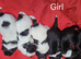 Stunning Havanese Puppies