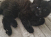 3 female kittens ready now