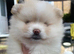 Stunning pomeranians for sell Dad champion in UK