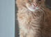 Maine Coon Boys available Glasgow