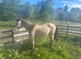 Registered 2 yr old buckskin gelding