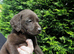 KC reg chocolate Labrador retrievers FTCH lines