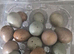 Chinese painted Button quail hatching eggs
