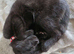 Male cat