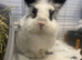 2 bonded rabbits